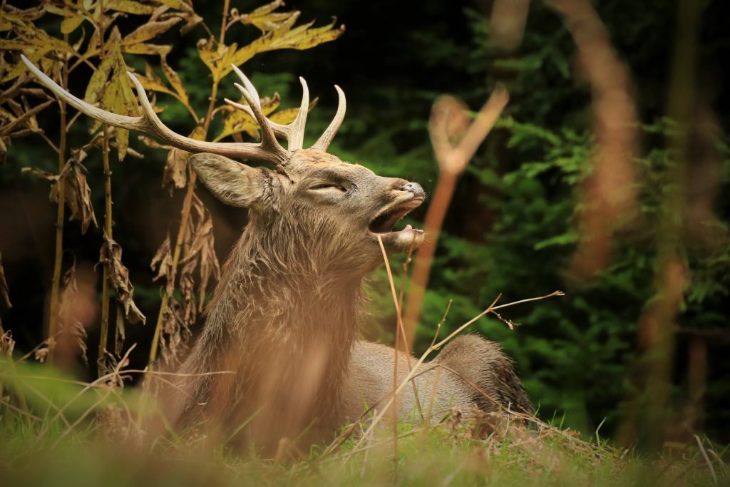 야생동물 관찰 (Wildlife Sighting)